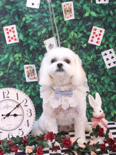 20250419茶子ちゃん